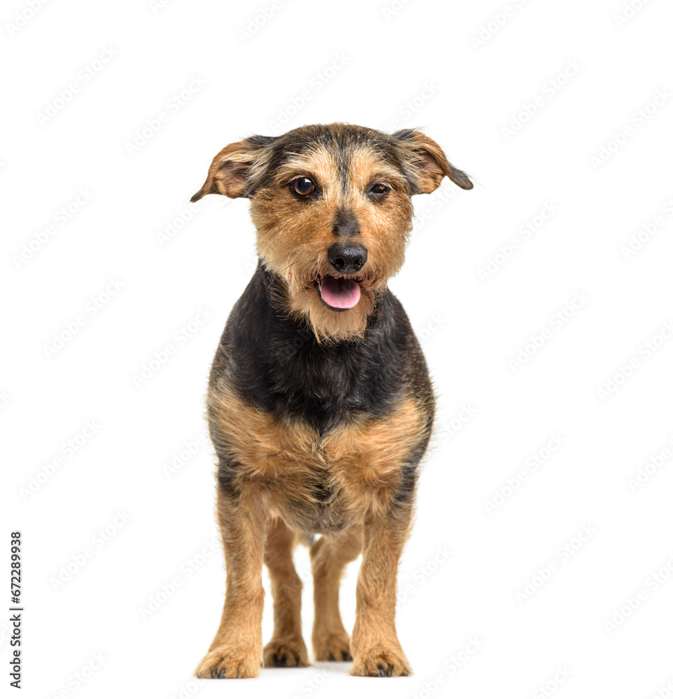 Mixed-breed dog standing and panting, cut out Mixed-breed dog standing and panting, cut out