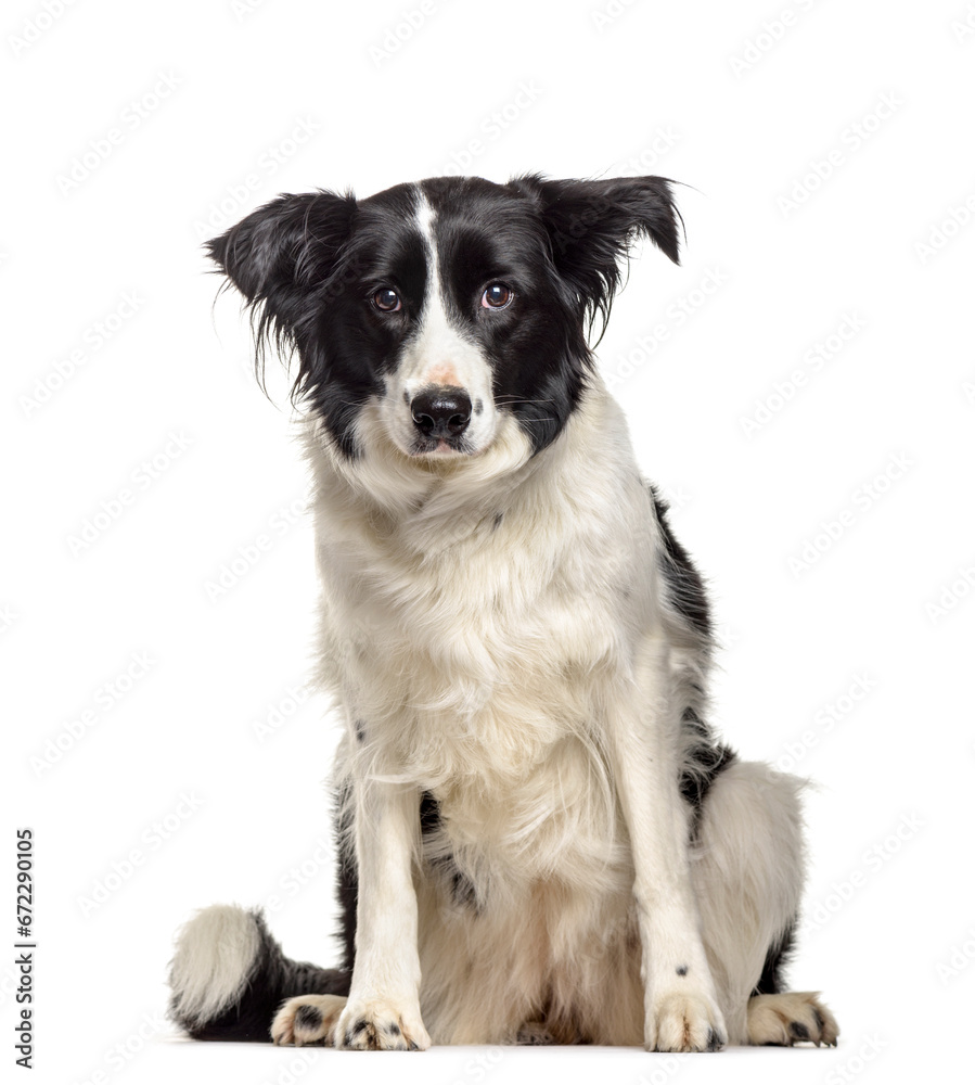 Border Collie dog sitting, cut out