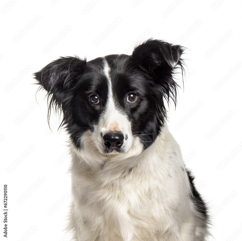 Close-up of a border Collie dog, cut out