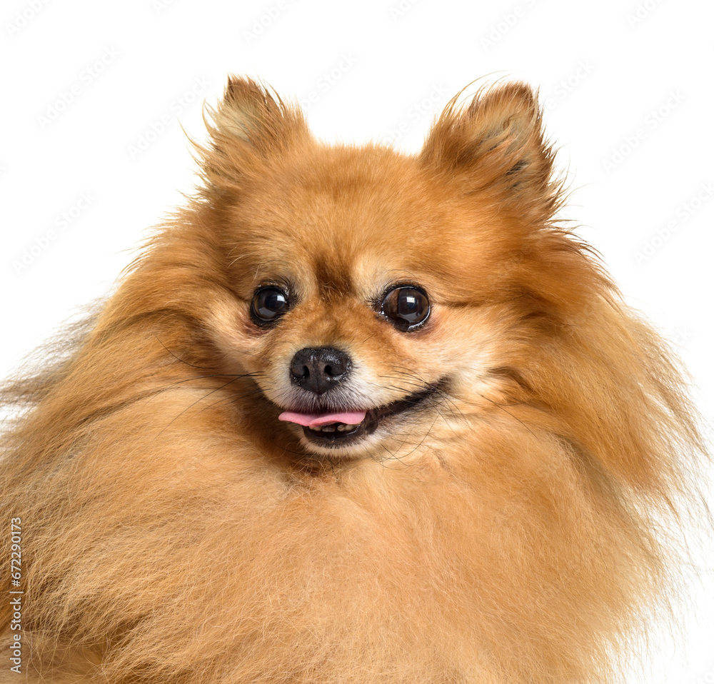 Fototapeta premium Close-up of chihuahua dog panting, cut out