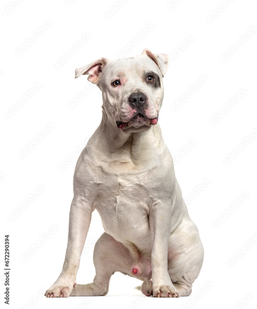 American Staffordshire Terrier dog sitting, cut out