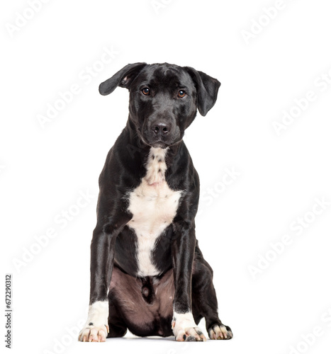 Mixed-breed dog sitting  cut out