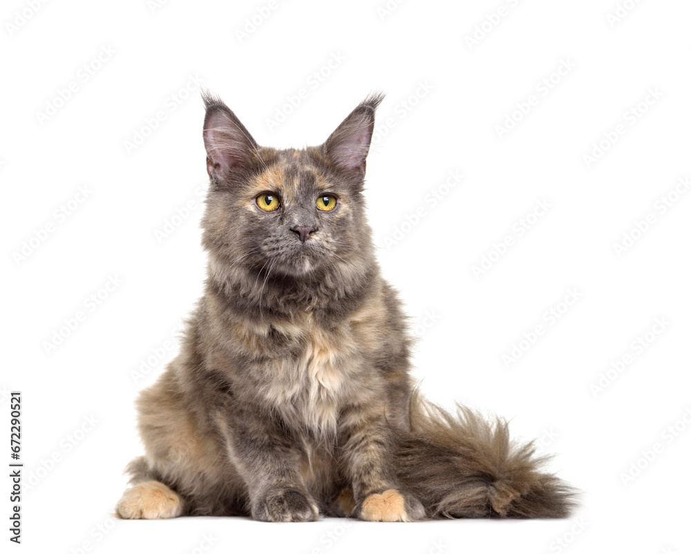 Obraz premium Maine Coon cat sitting, cut out