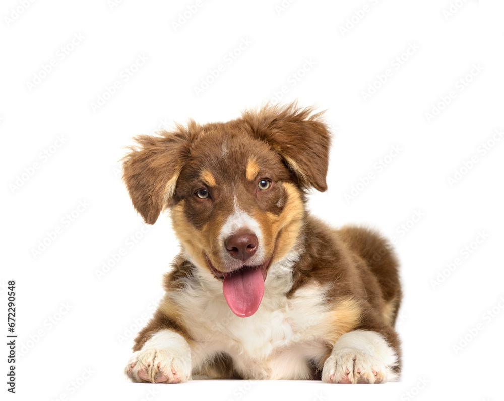 Border Collie puppy lying and panting, cut out