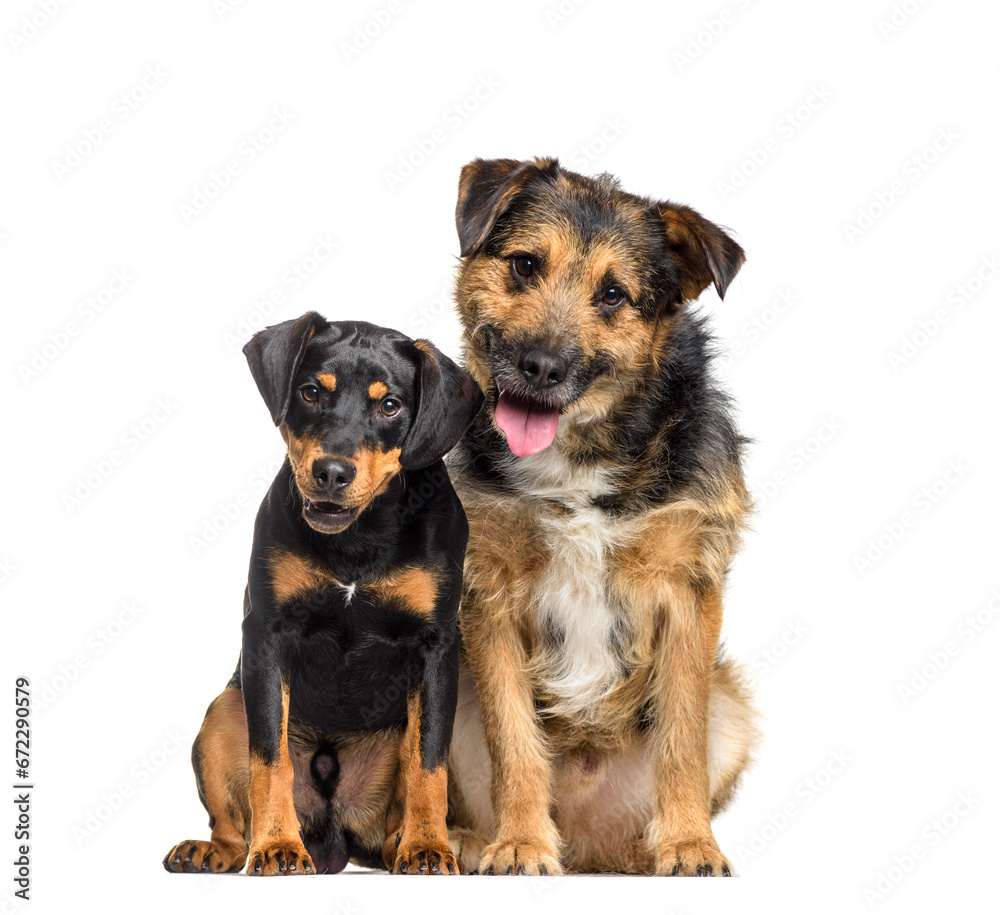 Two mixed-breed dogs sitting and panting, cut out Two mixed-breed dogs sitting and panting, cut out