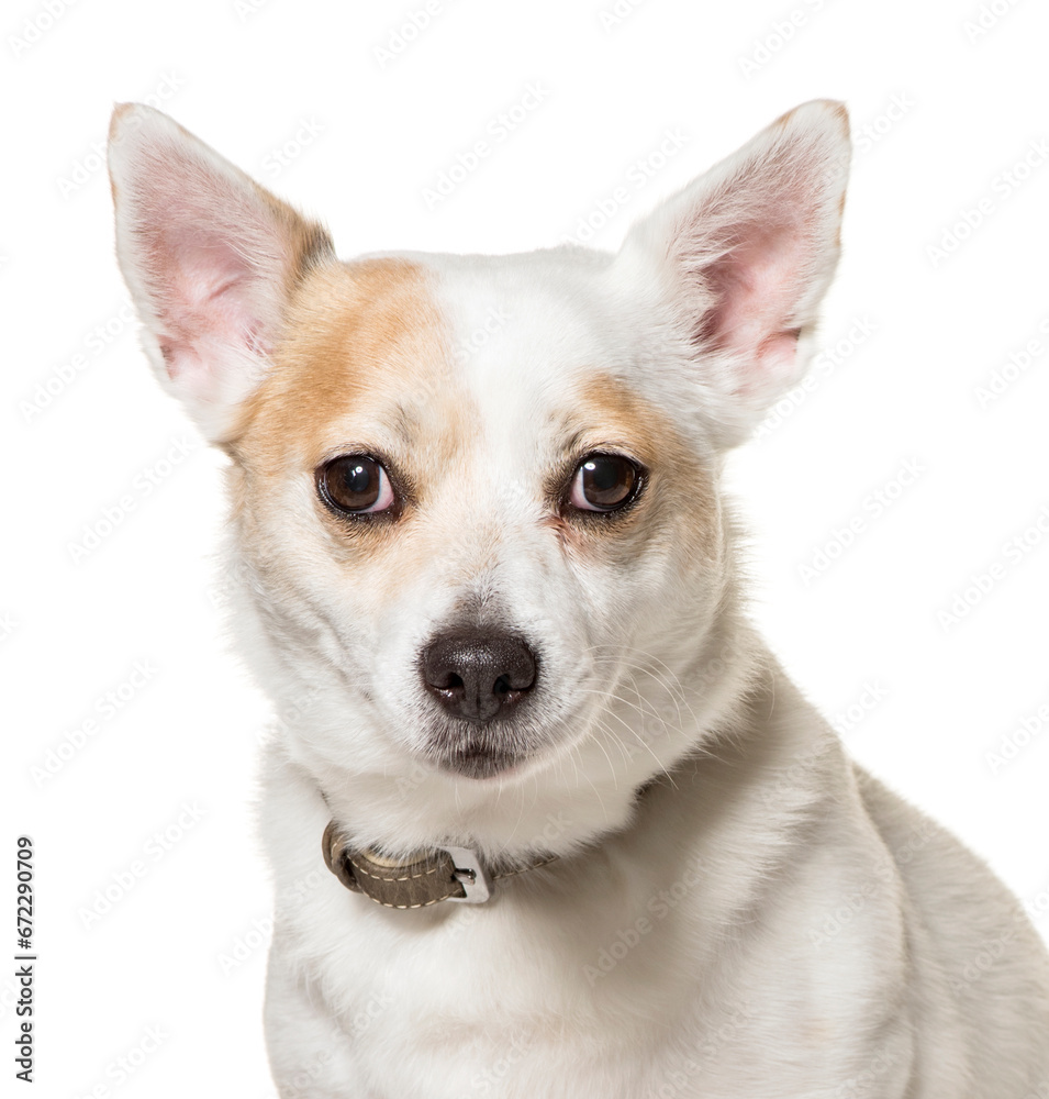Close-up of mixed-breed dog, cut out