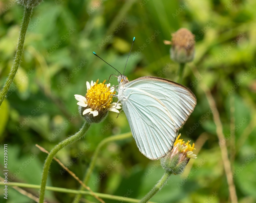 Obraz premium Macro view of an Ascia butterfly standing on the yellow center of a flower