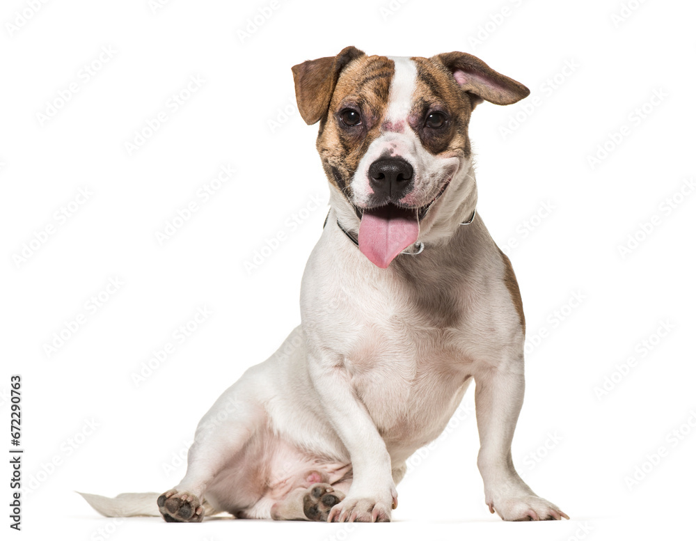Mixed-breed dogs sitting and panting, cut out