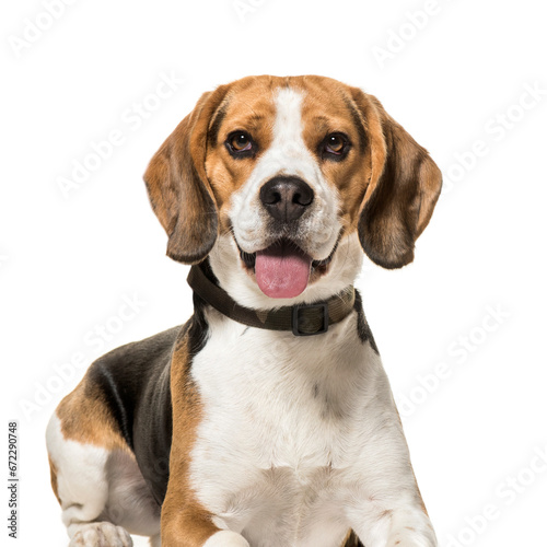 Beagle dog lying and panting, cut out photo