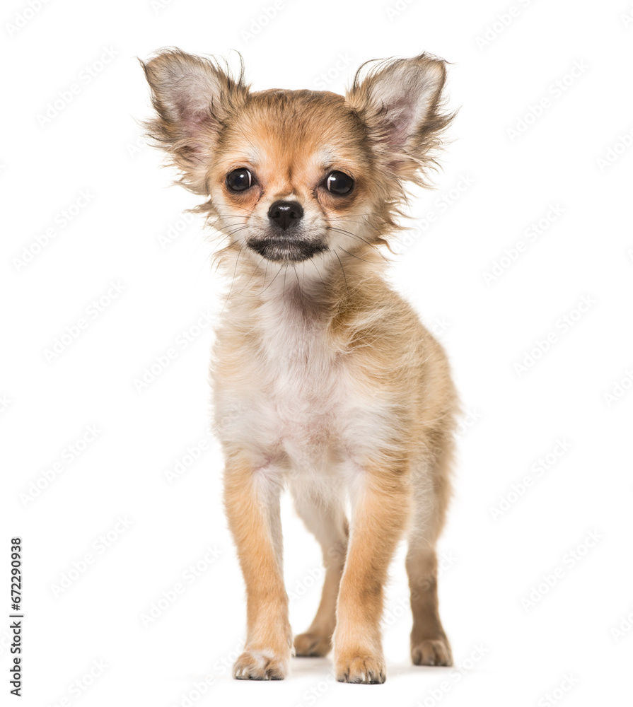 Chihuahua dog standing, cut out