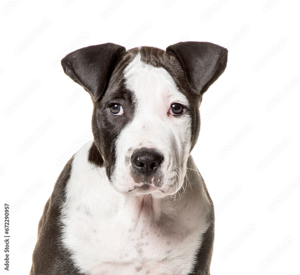 Close-up of american Staffordshire Terrier dog, cut out