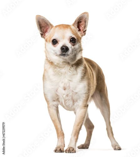 Chihuahua dog standing, cut out © Eric Isselée