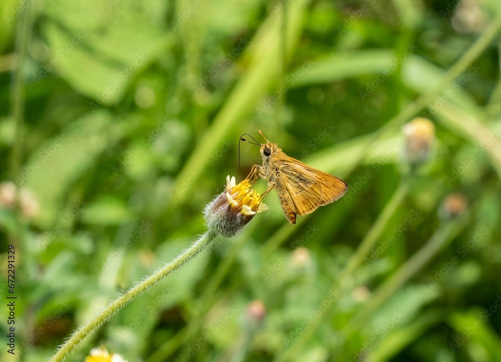 Horizontal close-up of a Southern broken dash butterfly standing on a white flower Horizontal close-up of a Southern broken dash butterfly standing on a white flower