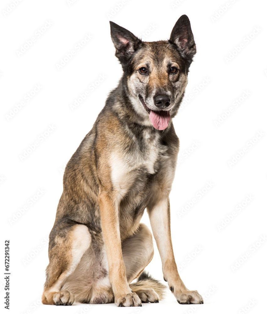 Malinois dog sitting and panting, cut out