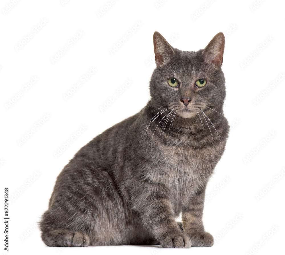 Obraz premium Mixed-breed cat sitting, cut out