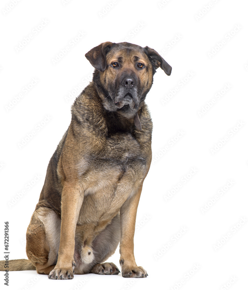 Mixed-breed Dog sitting in front of white background Mixed-breed Dog sitting in front of white background