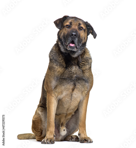 Mixed-breed Dog sitting in front of white background