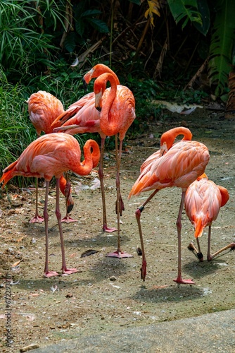 Group of American flamingos surrounded by lush green vegetation.