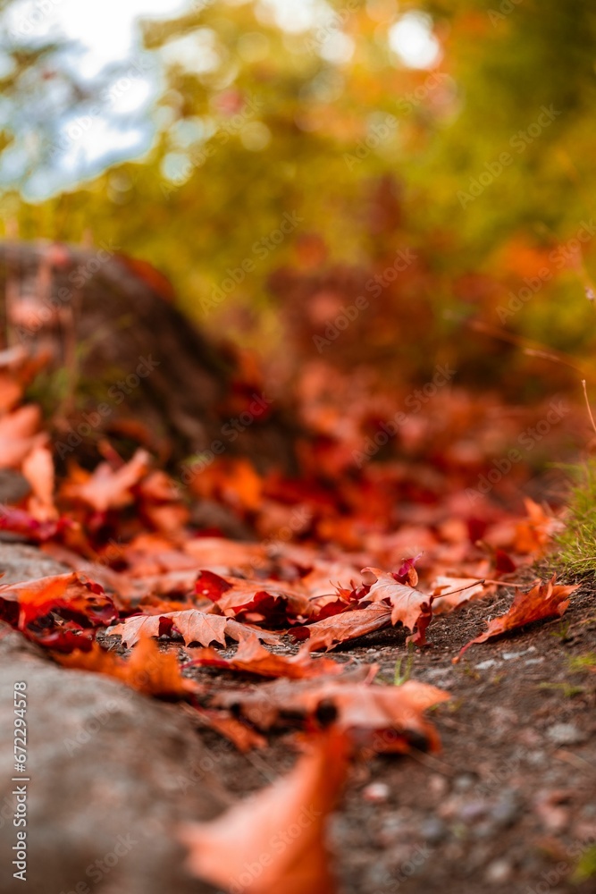 Blanket of fallen autumn leaves on the ground in the lush park Blanket of fallen autumn leaves on the ground in the lush park