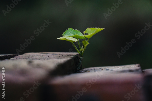 small plant grown up between the gap of bricks © Saifullah