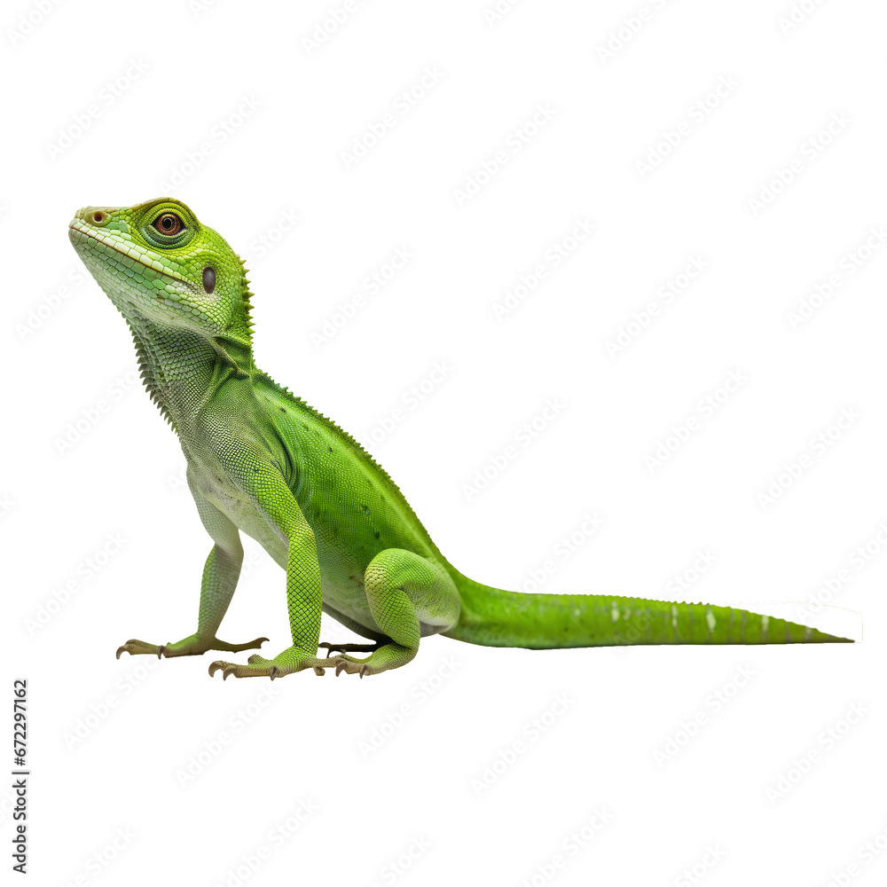 Naklejka premium Green lizard on transparent background
