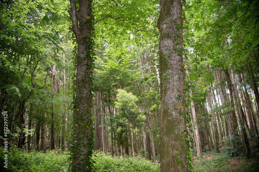 Fototapeta premium Woods trees