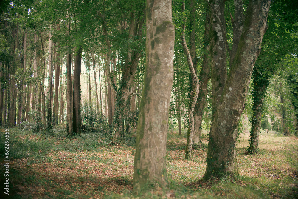 Fototapeta premium Woods