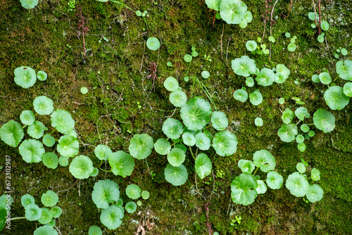 Umbilicus rupestris (Navelwort) on a moss-covered stone old wall