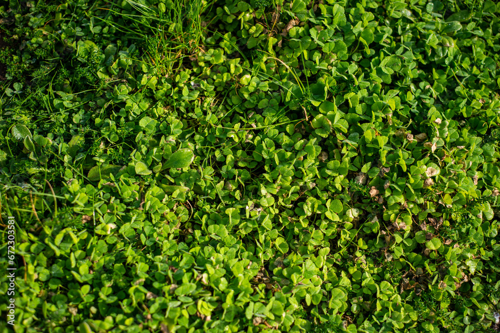 Clover leaves background wallpaper closeup image 