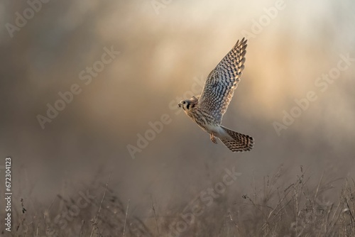 Scenic view of an American kestrel (Falco sparverius) flying over a meadow