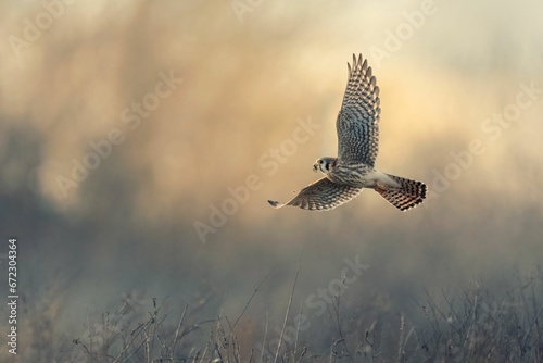 Common kestrel flying over the field with a blurred background photo