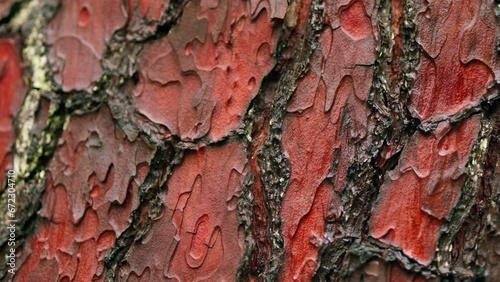 Pine Tree Bark Texture Background. Decorative Texture Of Pine Bark. Peeled Off Bark. Pan.