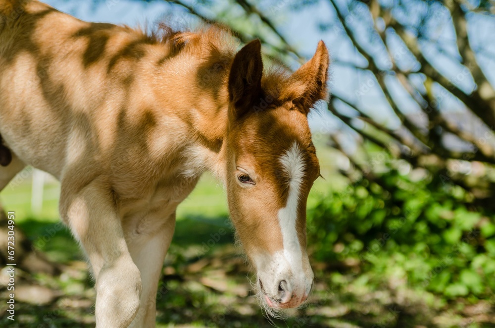 Fototapeta premium the young horse stands beside its mother outside in the grass