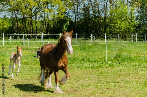 two horses running on a field with trees in the background