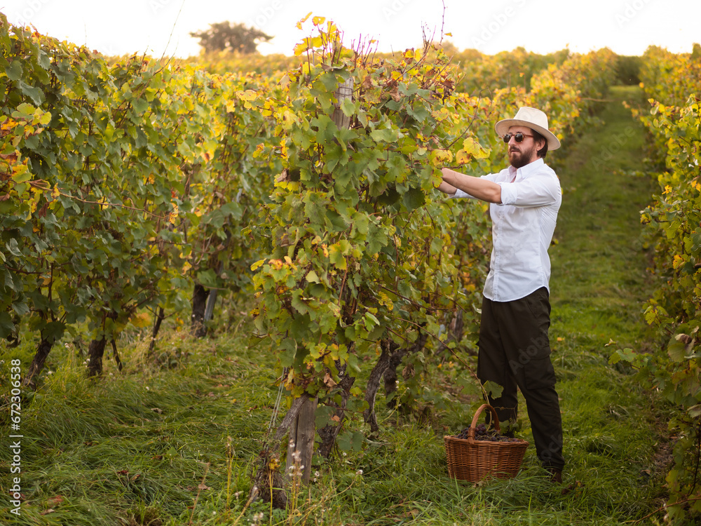 Fototapeta premium A man carries a basket of grapes, behind him is a vineyard