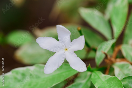 Close-up of Crepe jasmine flower in bloom