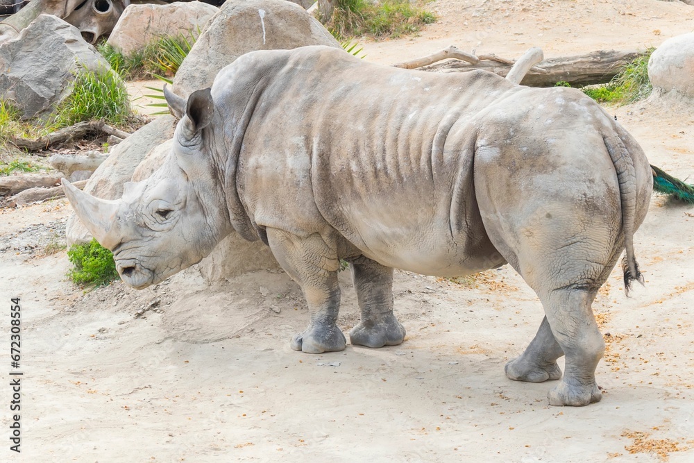 Adorable rhinoceros on the ground in a zoo Adorable rhinoceros on the ground in a zoo