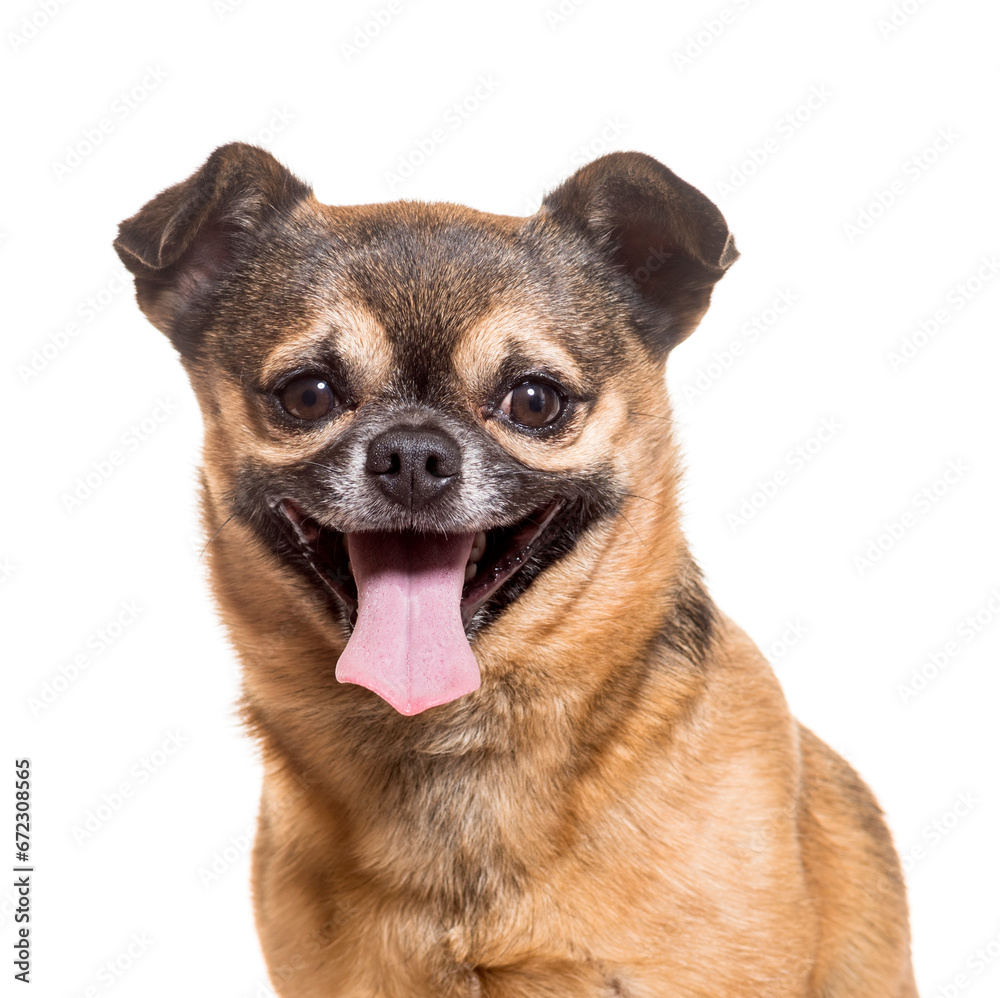 Close-up of chihuahua dog panting, cut out Close-up of chihuahua dog panting, cut out