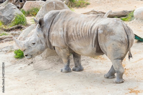 Adorable rhinoceros on the ground in a zoo