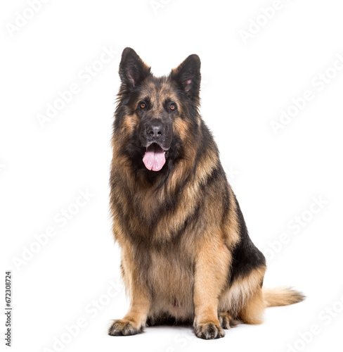 German Shepherd dog sitting and panting, cut out
