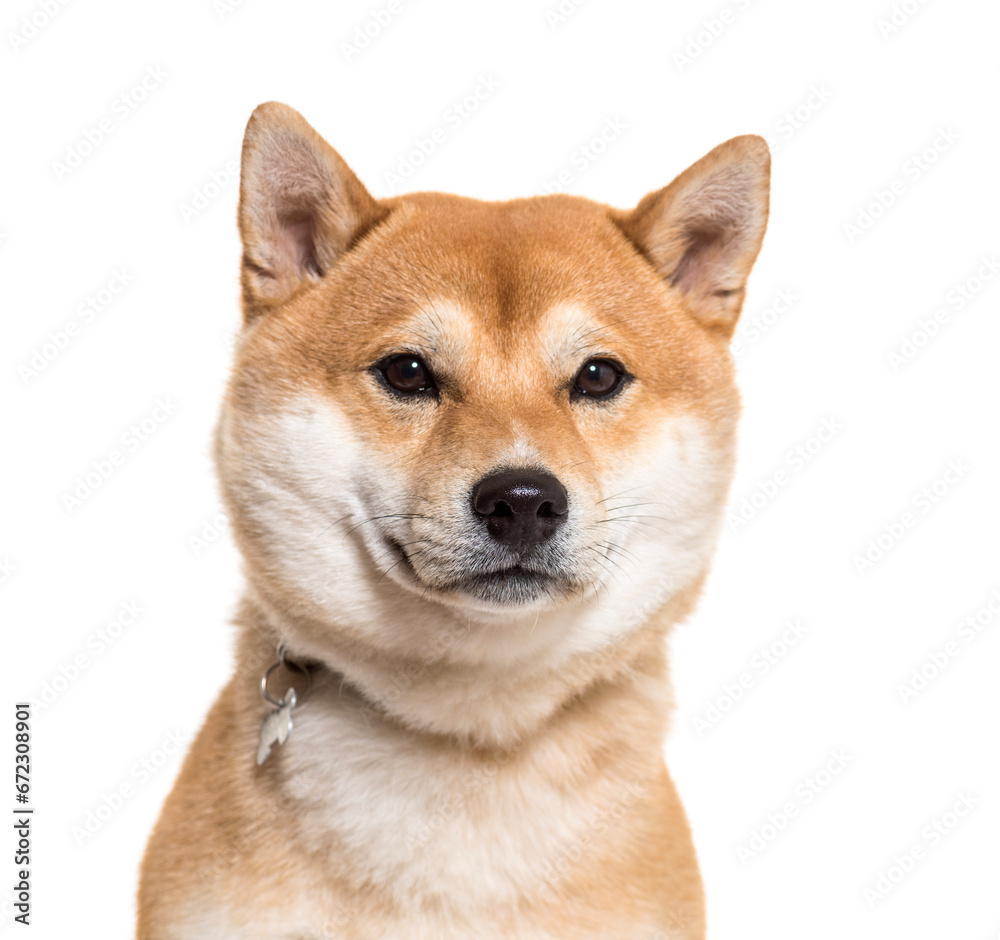 Close-up of Shiba Inu dog, cut out