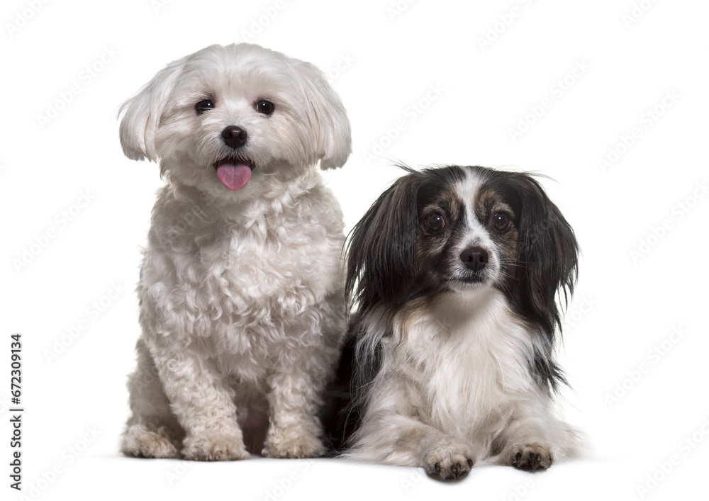 Two mixed-breed dogs sitting, lying and panting, cut out Two mixed-breed dogs sitting, lying and panting, cut out