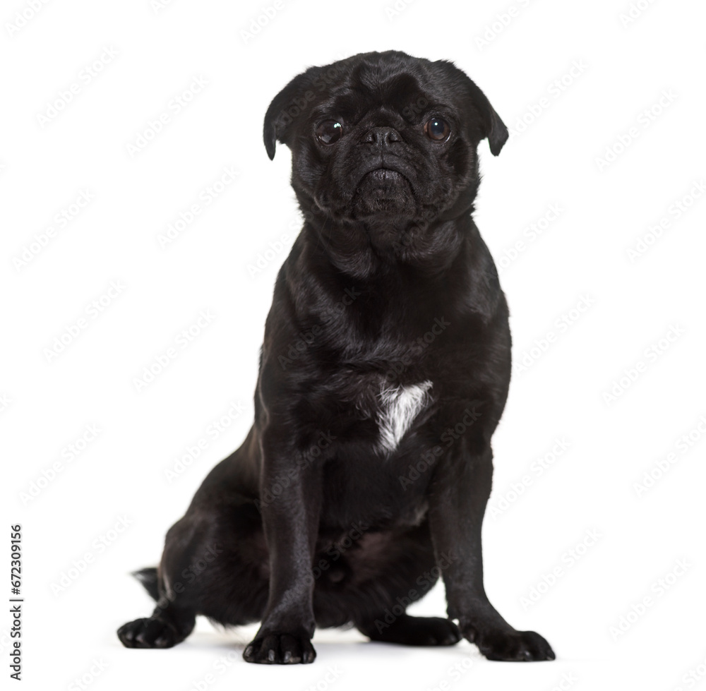 Obraz premium Pug dog sitting, cut out