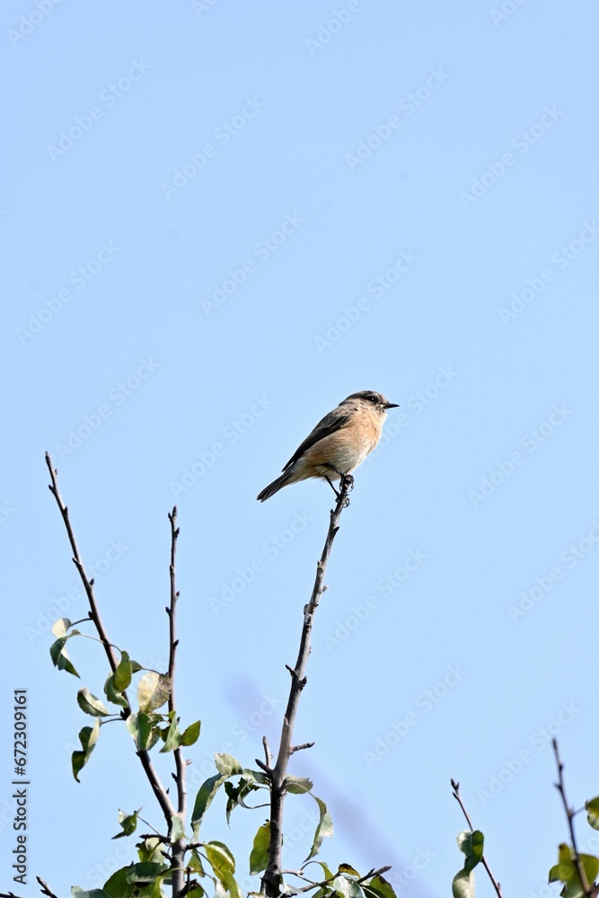 Small Reunion stonechat (Saxicola tectes) bird perched on a tree Small Reunion stonechat (Saxicola tectes) bird perched on a tree