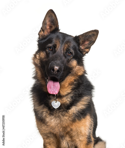 Close-up of a Panting German shepherd sitting, isolated