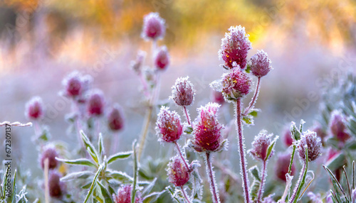 Frost-covered plants in a meadow against a blurred background