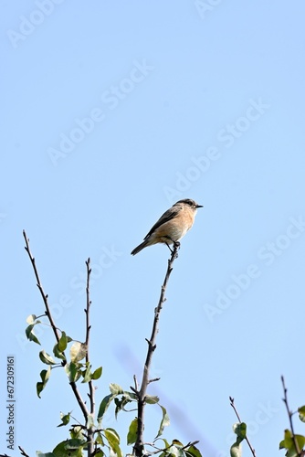 Small Reunion stonechat (Saxicola tectes) bird perched on a tree