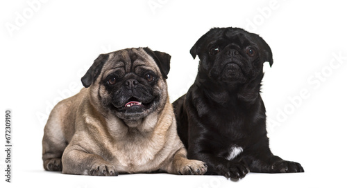 Two pug dogs lying  cut out