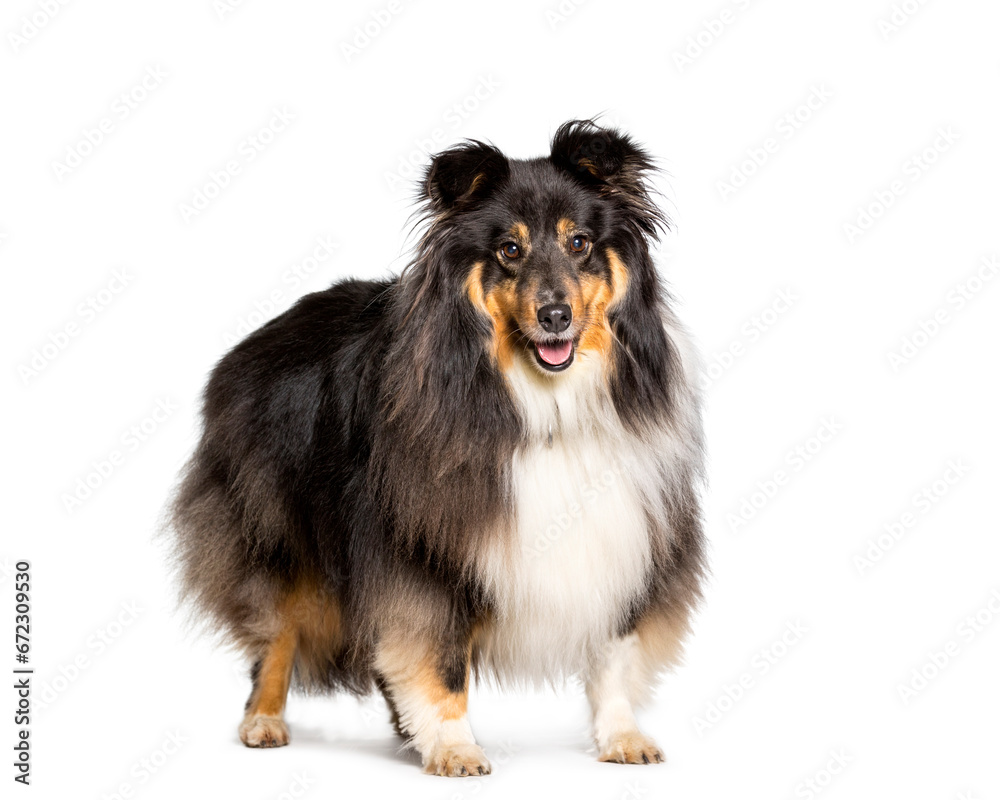 Fototapeta premium Shetland Sheepdog dog standing, cut out