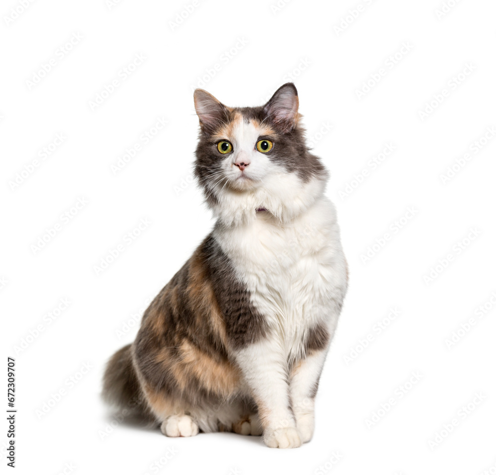 Mixed-breed cat sitting, cut out Mixed-breed cat sitting, cut out